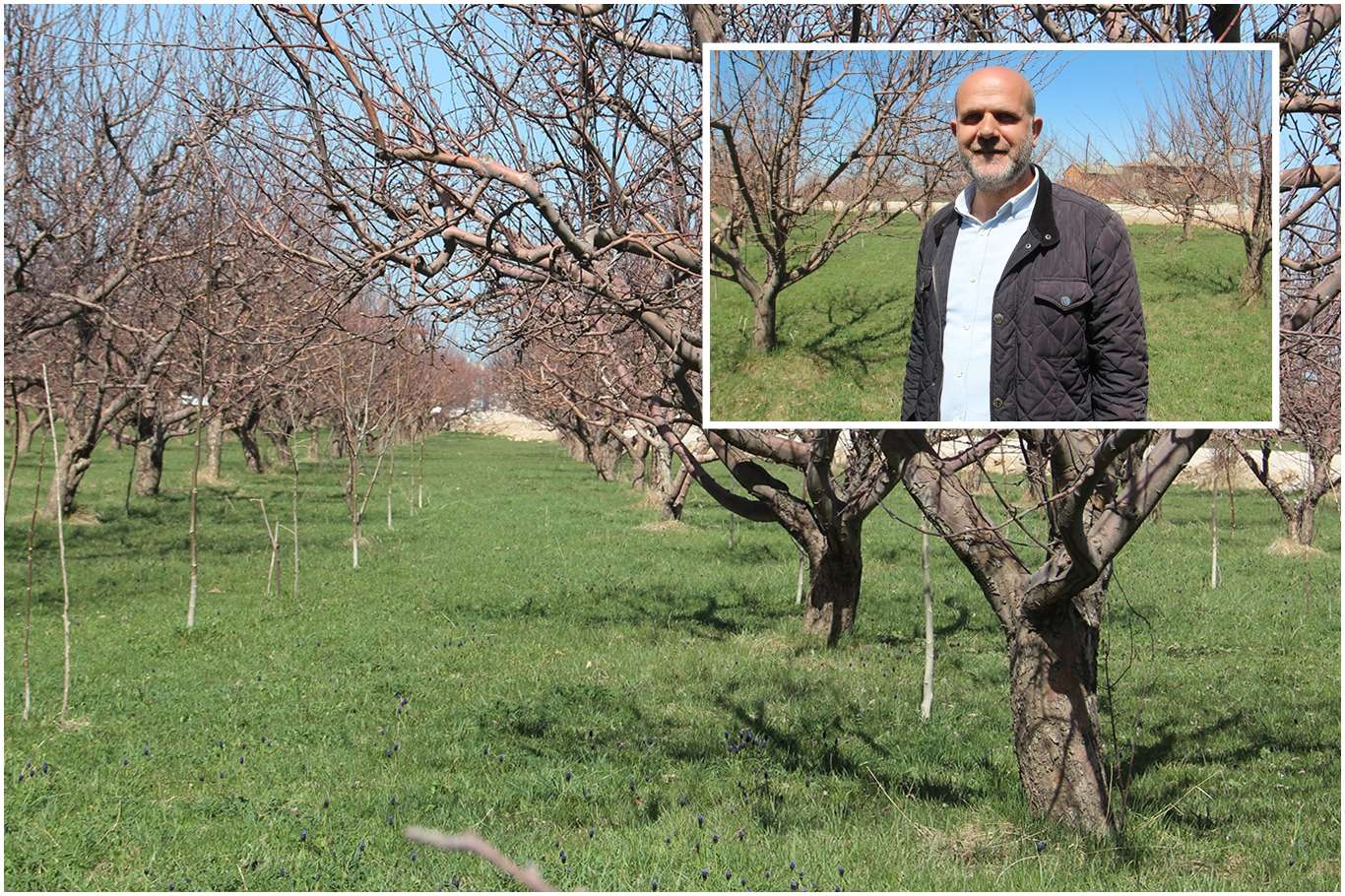 Meyve ağacı budanırken nelere dikkat edilmeli? Meyve ağacı budanırken nelere dikkat edilmeli?